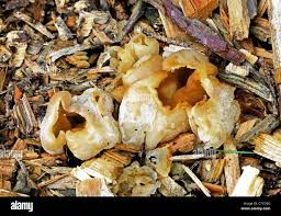 Attēlu rezultāti vaicājumam “Peziza vesiculosa”