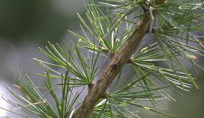 Attēlu rezultāti vaicājumam “Larix decidua”