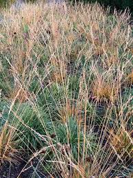 Attēlu rezultāti vaicājumam “Molinia caerulea leaf”