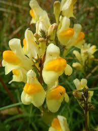 Attēlu rezultāti vaicājumam “Linaria vulgaris flower”