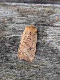 Attēlu rezultāti vaicājumam “Conistra rubiginea”