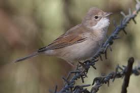 Attēlu rezultāti vaicājumam “Sylvia communis”