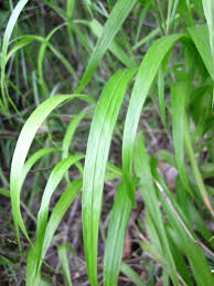 Attēlu rezultāti vaicājumam “Brachypodium sylvaticum leaf”