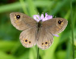 Attēlu rezultāti vaicājumam “Lasiommata maera”