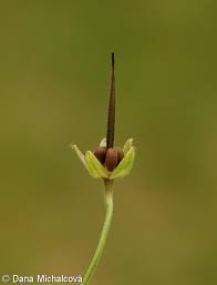Attēlu rezultāti vaicājumam “Geranium bohemicum fruit”
