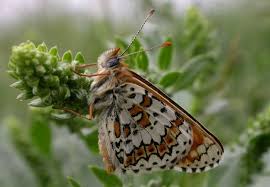 Attēlu rezultāti vaicājumam “Melitaea cinxia”