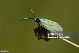 Attēlu rezultāti vaicājumam “Adscita statices”