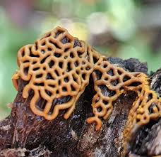 Attēlu rezultāti vaicājumam “Hemitrichia leiotricha macro”