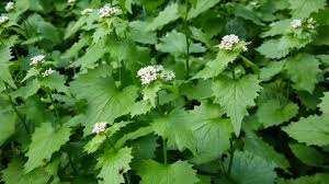Attēlu rezultāti vaicājumam “Cruciferae”