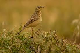 Image result for Anthus campestris