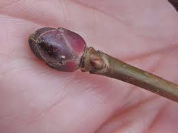 Attēlu rezultāti vaicājumam “Acer platanoides bud”