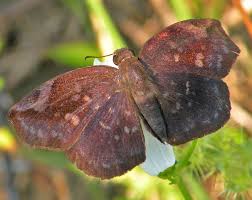Attēlu rezultāti vaicājumam “Badhamiopsis ainoae sessile”