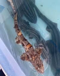 Image result for Haploblepharus edwardsii