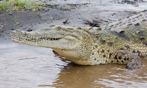 Attēlu rezultāti vaicājumam “Crocallis elinguaria imago”