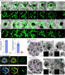 Attēlu rezultāti vaicājumam “Dianema depressum plasmodium”