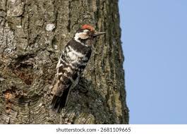 Attēlu rezultāti vaicājumam “Dendrocopos minor male”