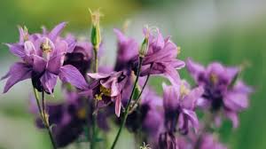 Image result for Akelei