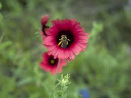 Image result for Gaillardia amblyodon