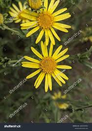 Attēlu rezultāti vaicājumam “Jacobaea vulgaris flower”