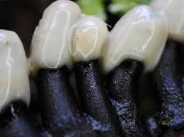 Attēlu rezultāti vaicājumam “Holwaya mucida”