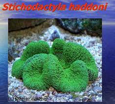 Image result for Anemonenarten