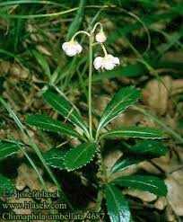 Attēlu rezultāti vaicājumam “Chimaphila umbellata”