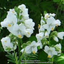 Image result for Polemonium coeruleum album