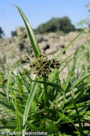 Attēlu rezultāti vaicājumam “Cyperus fuscus fruit”