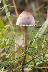 Attēlu rezultāti vaicājumam “Panaeolus papilionaceus”