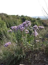 Image result for Aster amellus