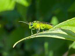 Attēlu rezultāti vaicājumam “Tenthredinidae”