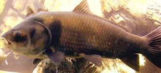 Image result for Ictiobus cyprinellus