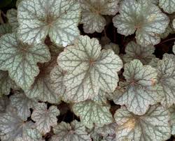 Image result for Heuchera Metallica