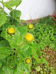 Attēlu rezultāti vaicājumam “Telekia speciosa bud”