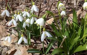 Attēlu rezultāti vaicājumam “Galanthus nivalis fruit”