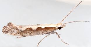 Attēlu rezultāti vaicājumam “Plutella xylostella”