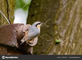 Attēlu rezultāti vaicājumam “Sitta europaea nest”