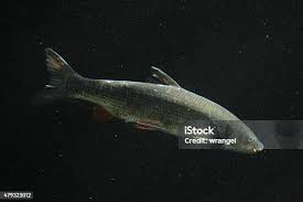 Image result for Chondrostoma nasus