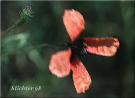 Attēlu rezultāti vaicājumam “Papaver argemone leaf”