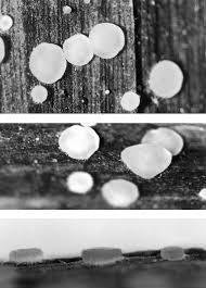 Attēlu rezultāti vaicājumam “Didymium melanospermum sessile”