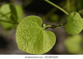 Attēlu rezultāti vaicājumam “Aristolochia durior leaf”