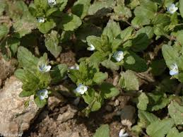 Attēlu rezultāti vaicājumam “Veronica agrestis”