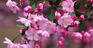 「和仁 遙かなる時空の中で2」の画像検索結果