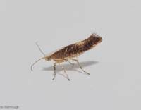 Attēlu rezultāti vaicājumam “Argyresthia albistria”