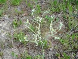 Attēlu rezultāti vaicājumam “Paraleucobryum longifolium sporophyte”