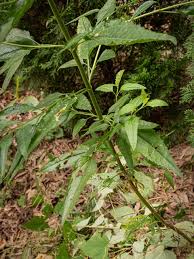 Attēlu rezultāti vaicājumam “Enteridium corticatum young”