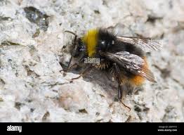 Attēlu rezultāti vaicājumam “Bombus lapidarius”