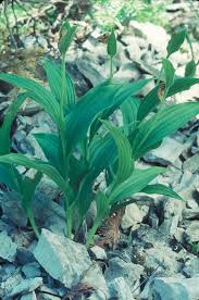 Attēlu rezultāti vaicājumam “Cypripedium calceolus leaf”