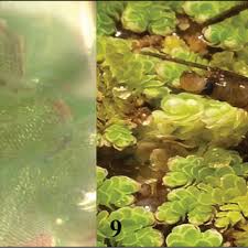 Attēlu rezultāti vaicājumam “Cataclysta lemnata”