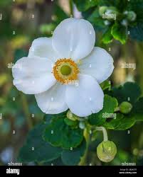 Attēlu rezultāti vaicājumam “Anemone sylvestris flower”